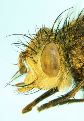 Tachinidae (face)